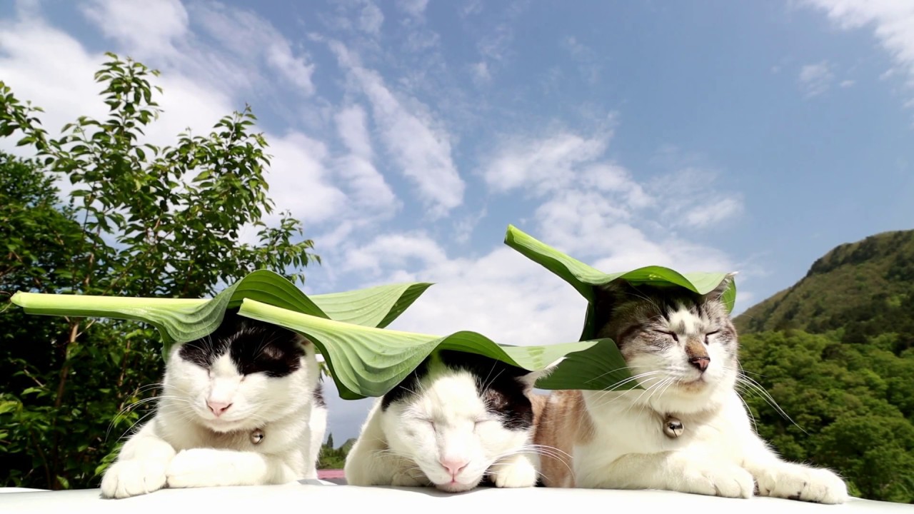 Cute Cats Hanging Out 