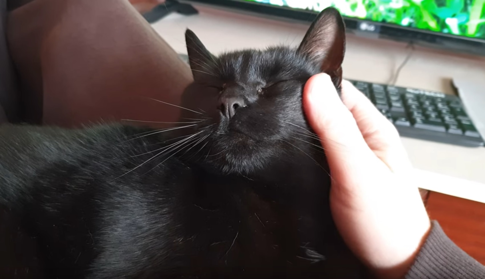 Cat Loves Face Rubs