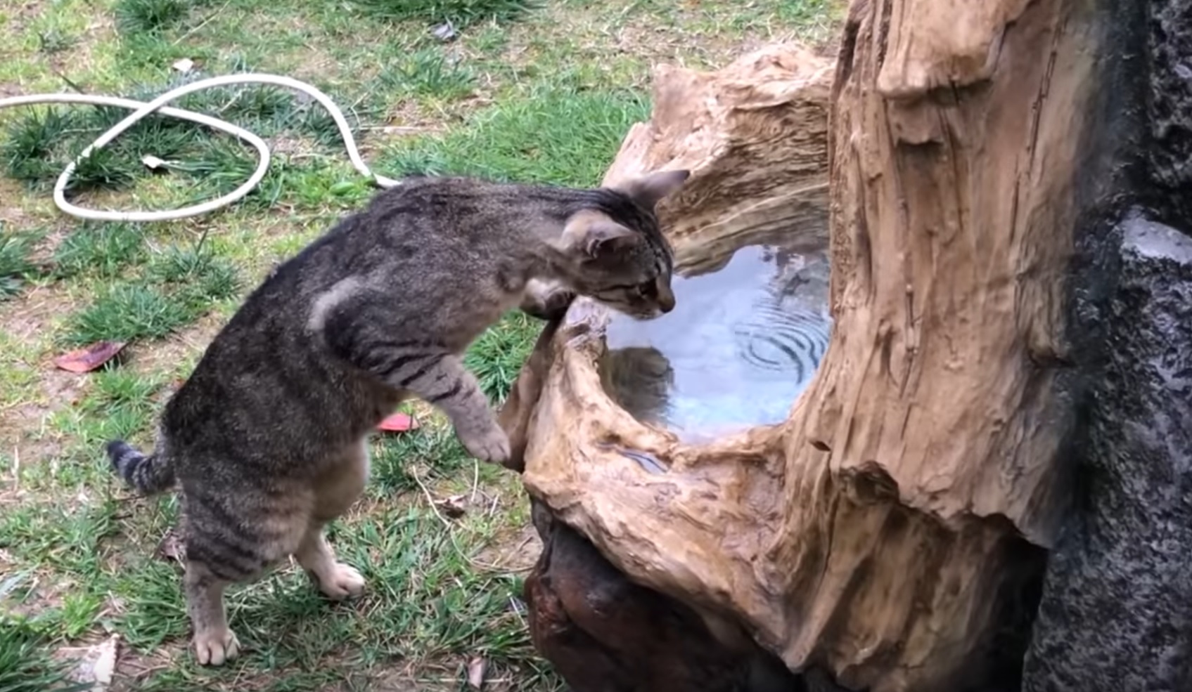 Curious Cats Reaction To New Fountain