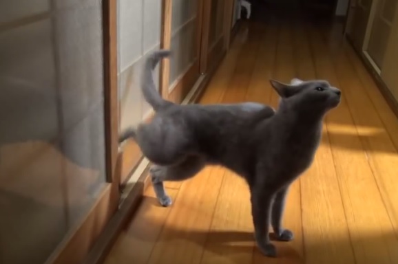 Cat Knocking On Door
