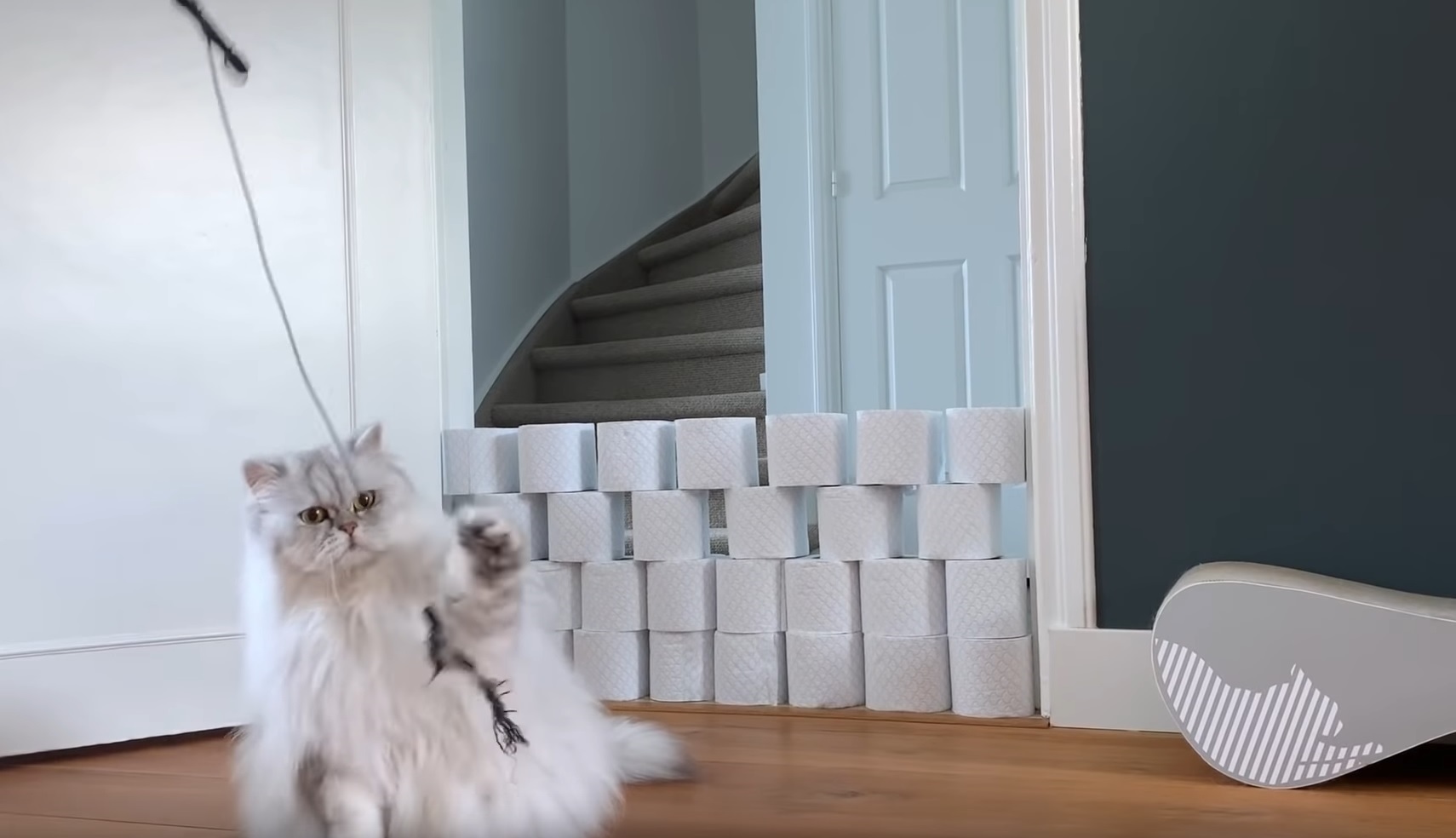 Cats Vs Toilet Paper Wall