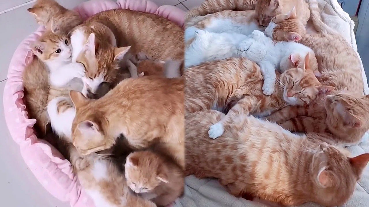 Heartwarming Ginger Family