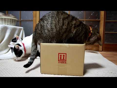 Cute Cats Playing With Box