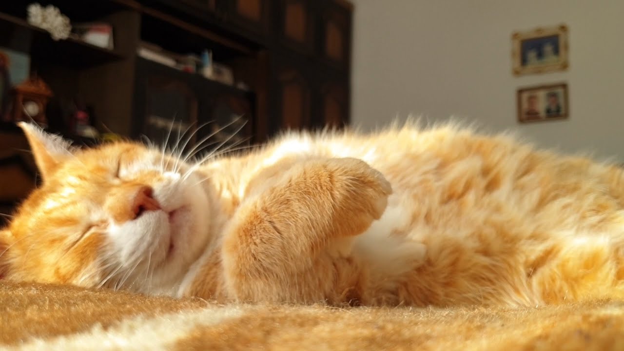 Cats Sleeping Time Lapse