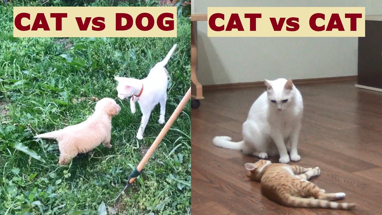 A cat dealing with a dog and another cat