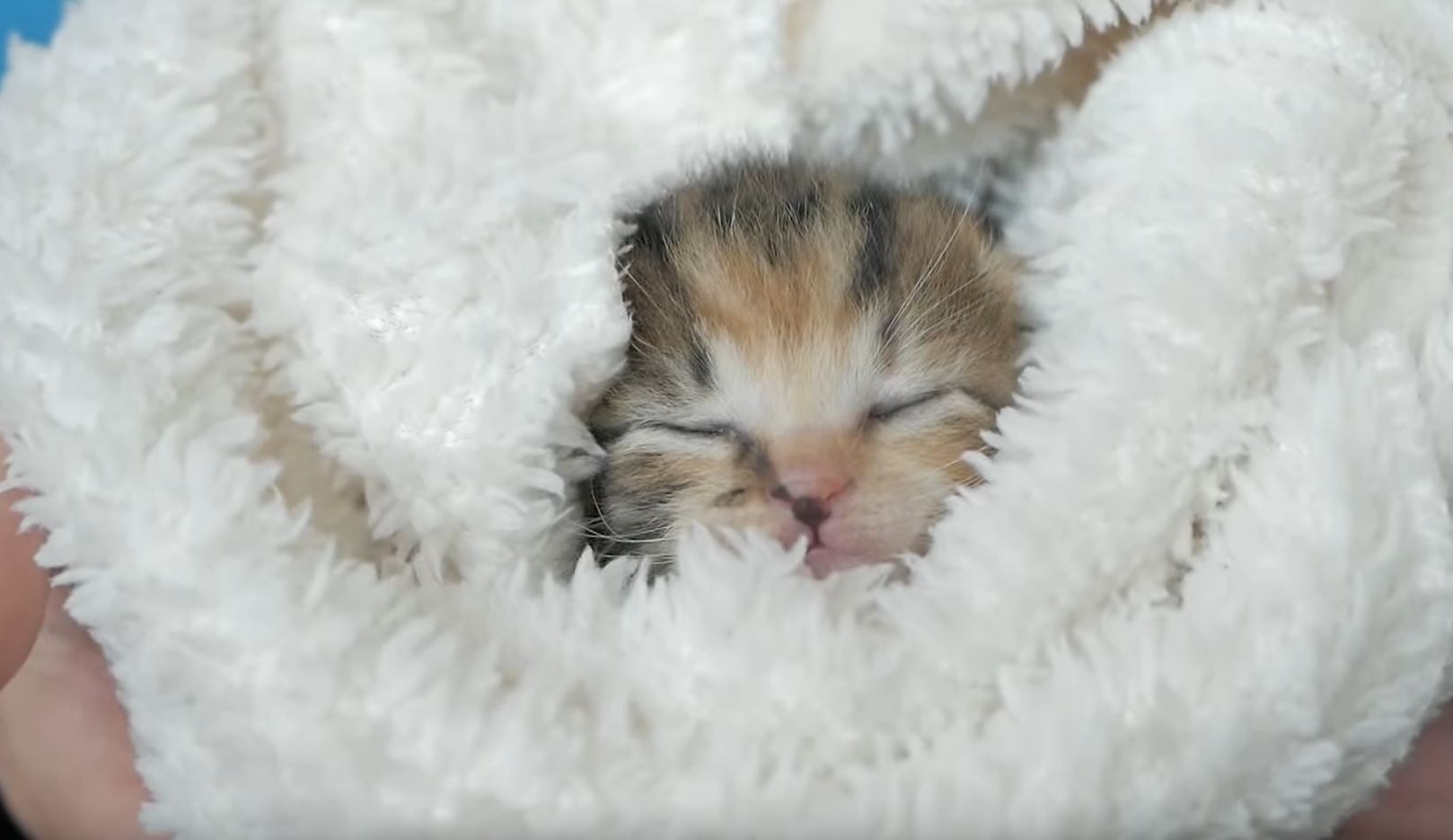 Tiny Cute Kittens Sleeping