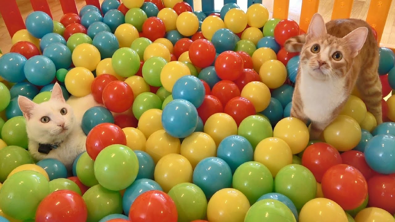 Two cats and the ball pit