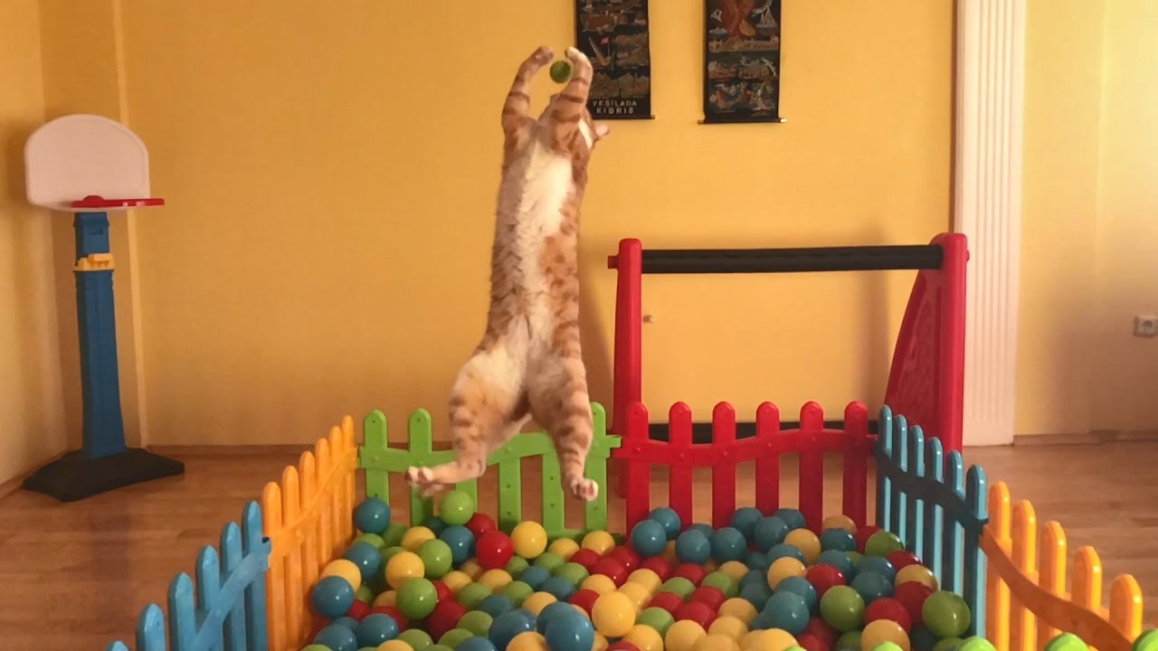 Indy, an acrobatic cat in slow motion