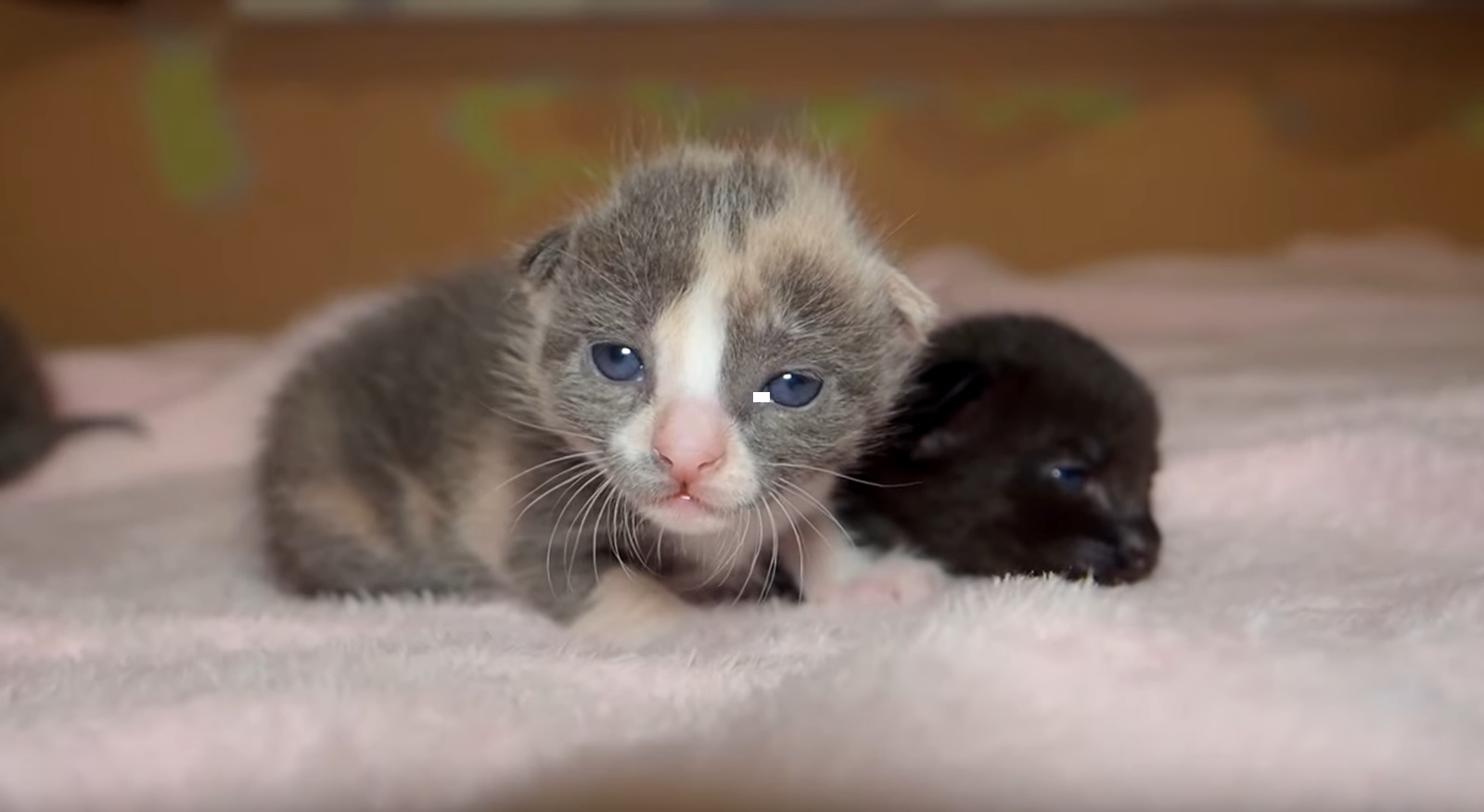 Abandoned Kittens