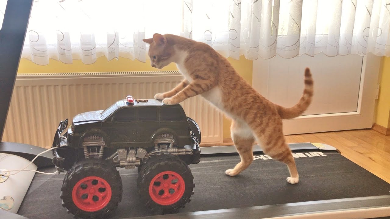 A kitty and a toy monster truck