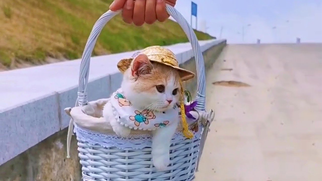 Cute Kitten In Basket