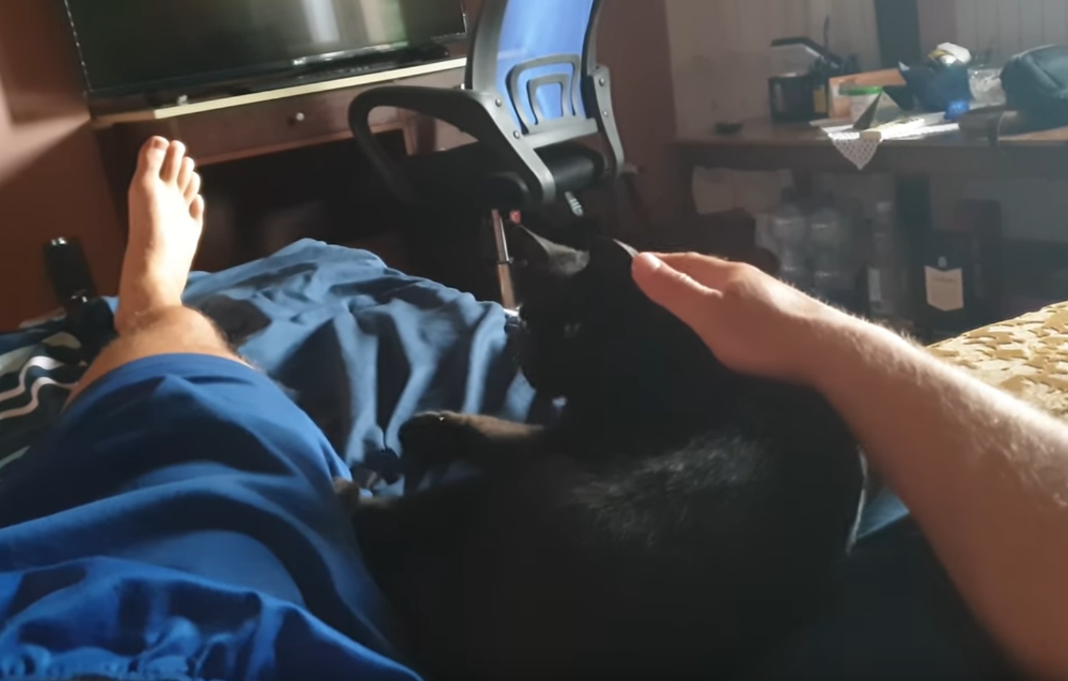 Cat Feels Safe Around Dad