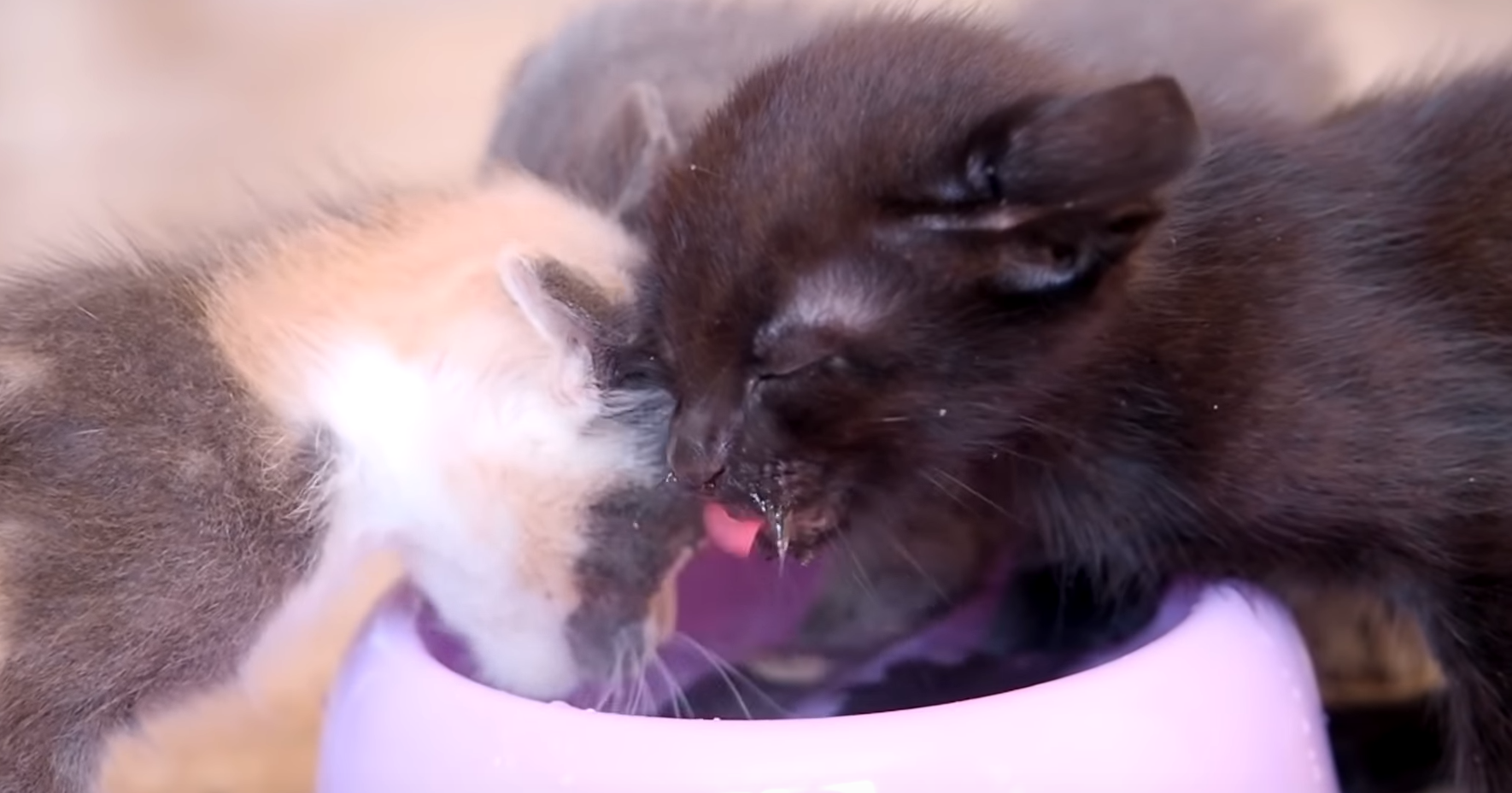 Kittens Learning To Drink Water