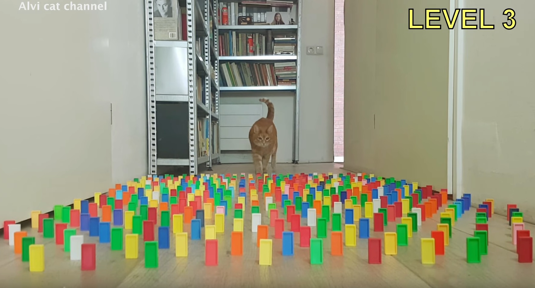 Alvi Cat - The Obstacle Challenge