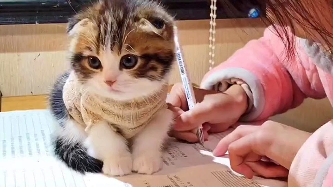 Cute Kitten Disrupts Homework
