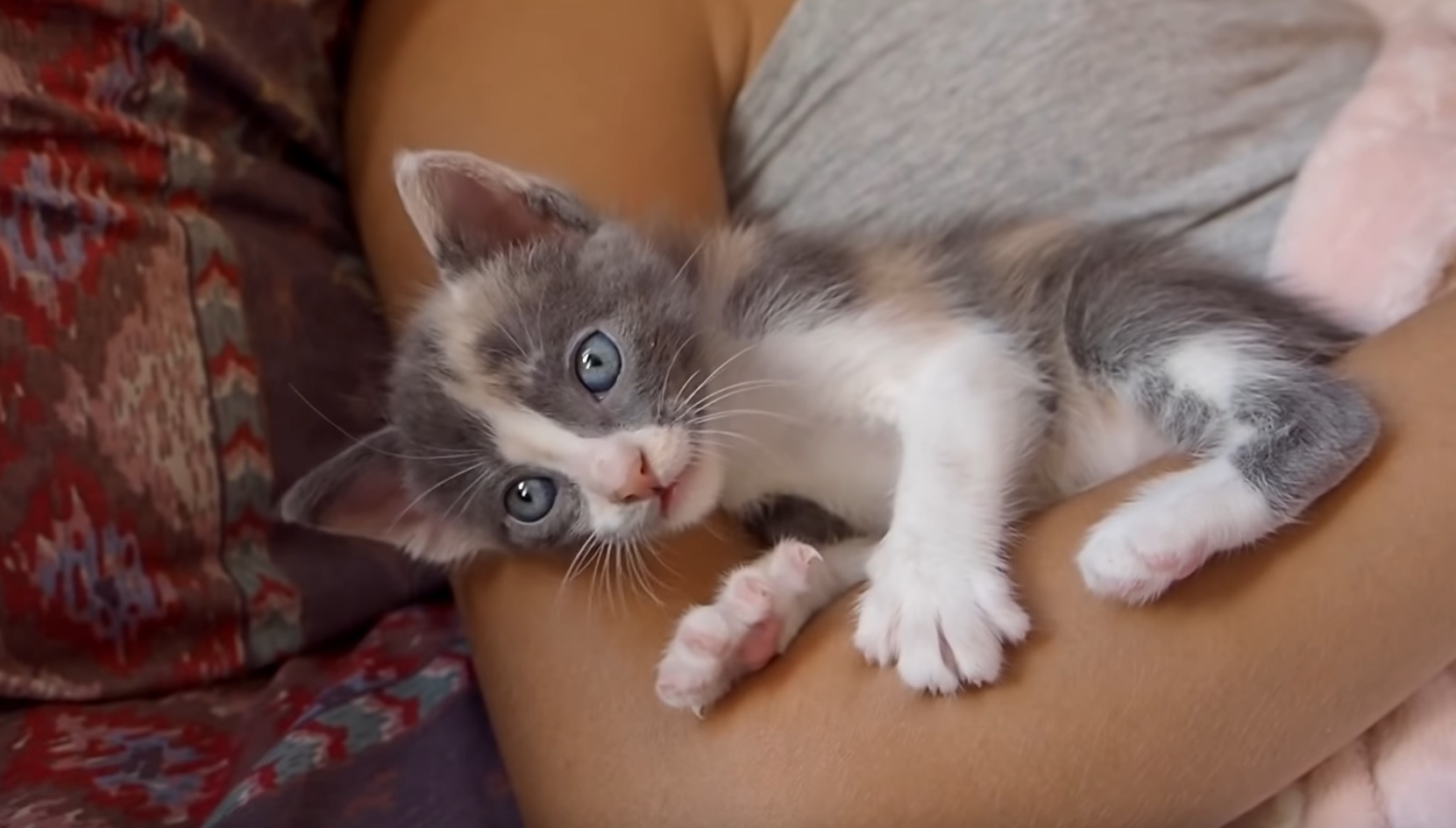 Precious Kitens Play In Bed