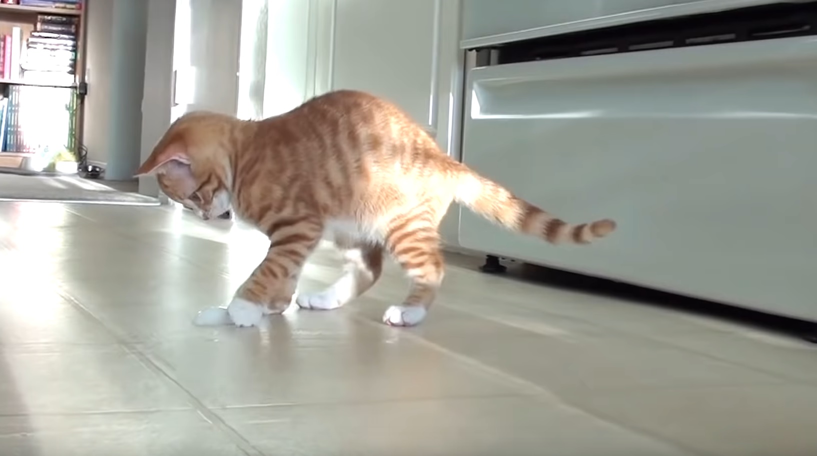 Young Marmalade Plays With Ice Cube