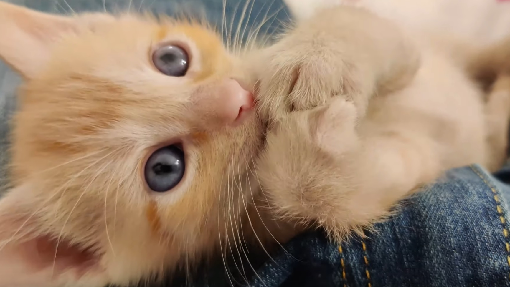 Cute Kittens Compilation