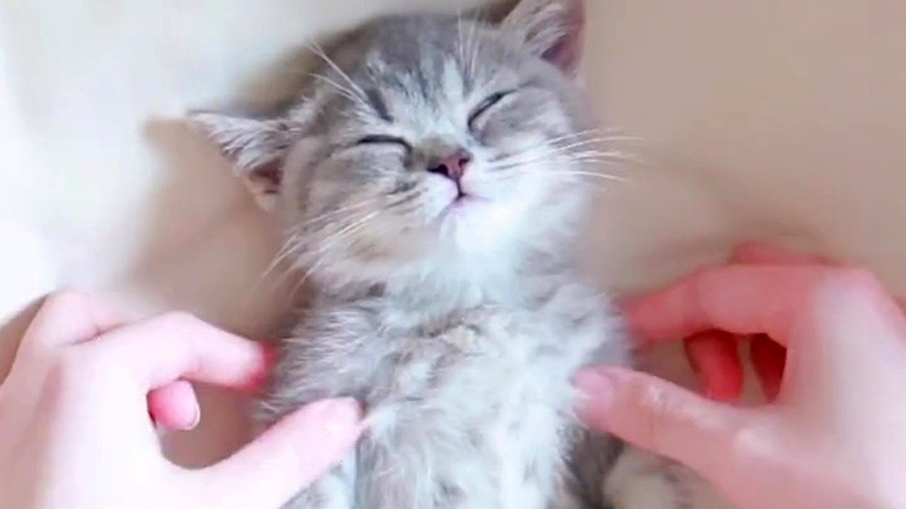 Tiny Kitten Spa Time