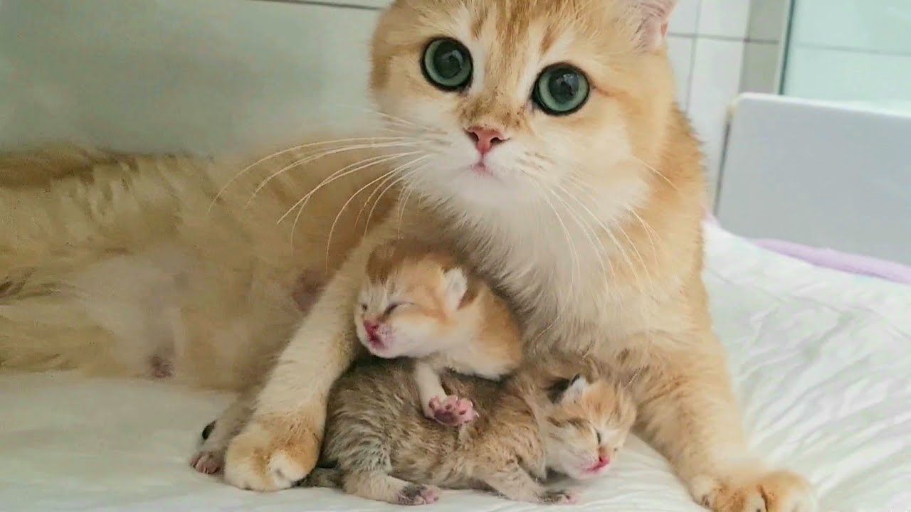 Happy Mom With Kittens