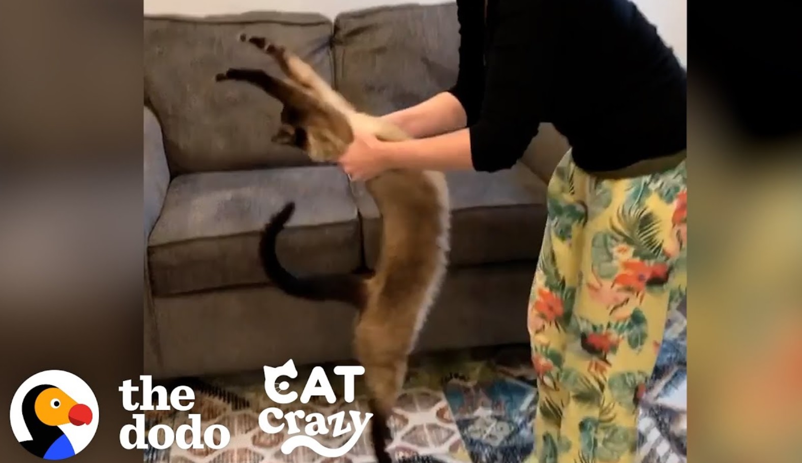 Siamese Cat Does Yoga In His Own Way