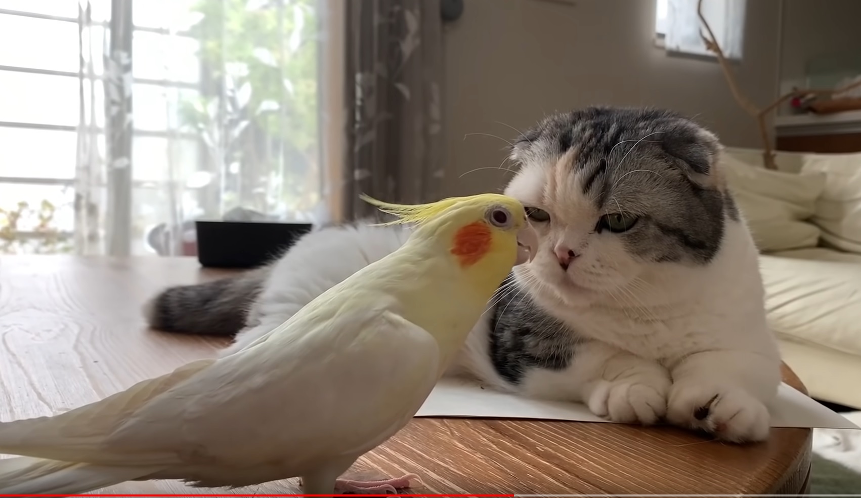 Cockatiel singing song to cat
