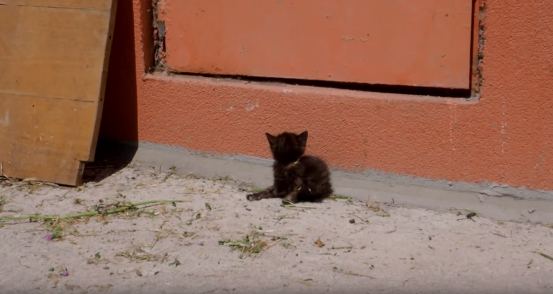 Blind Kitten Found On Street