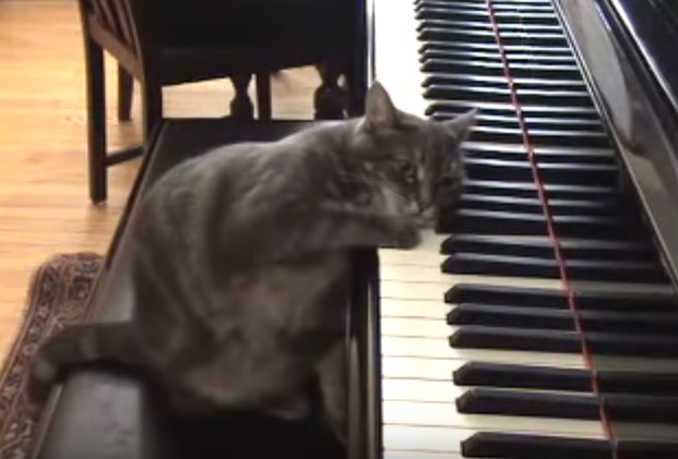 Funny Cat Playing Piano
