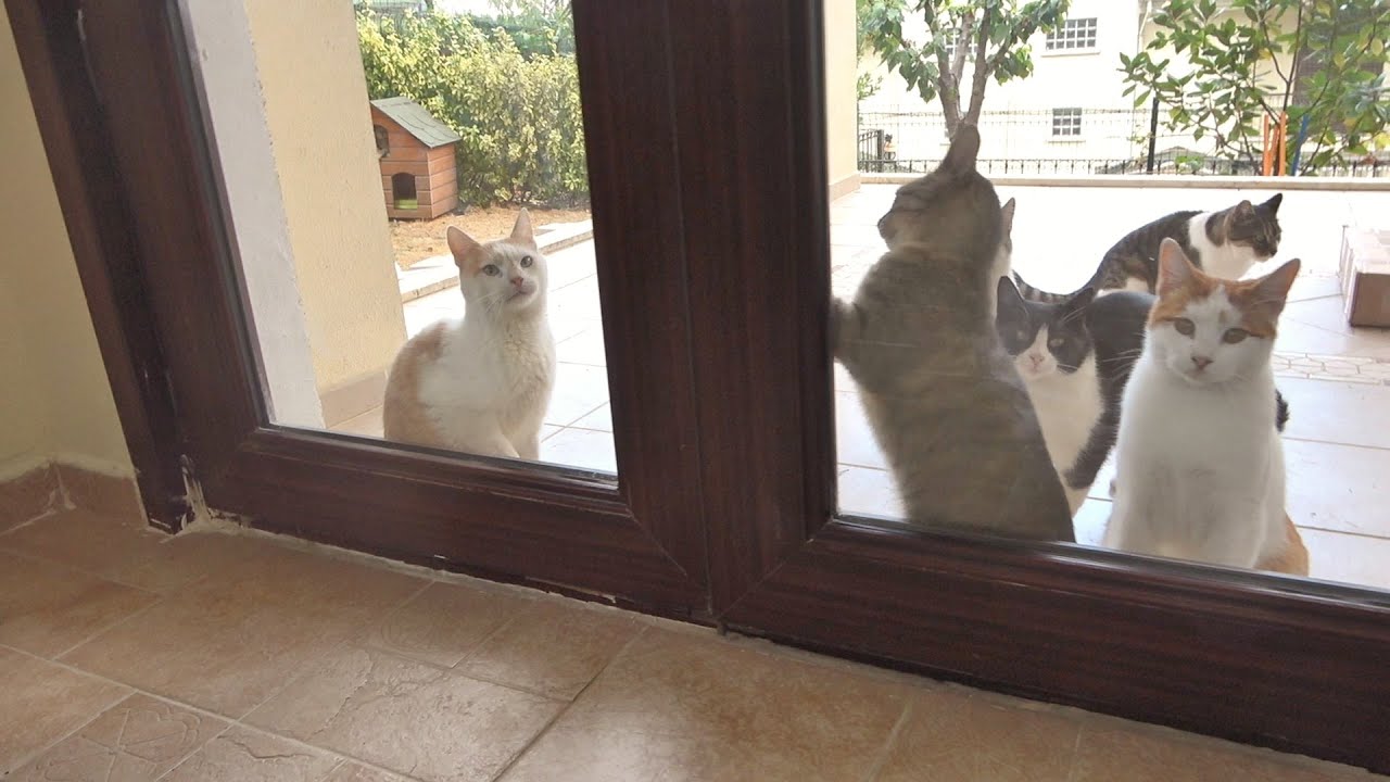 Outdoor Cats Stepping Inside The House For The First Time