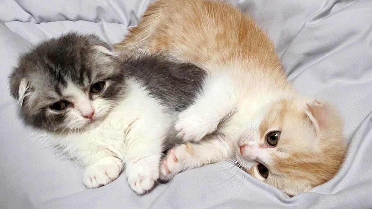 Cute Pair Of Munchkin Kittens