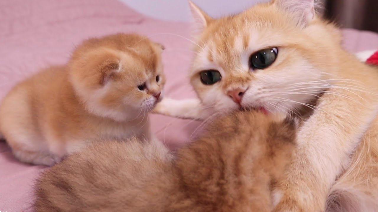 Cute Kittens With Mom