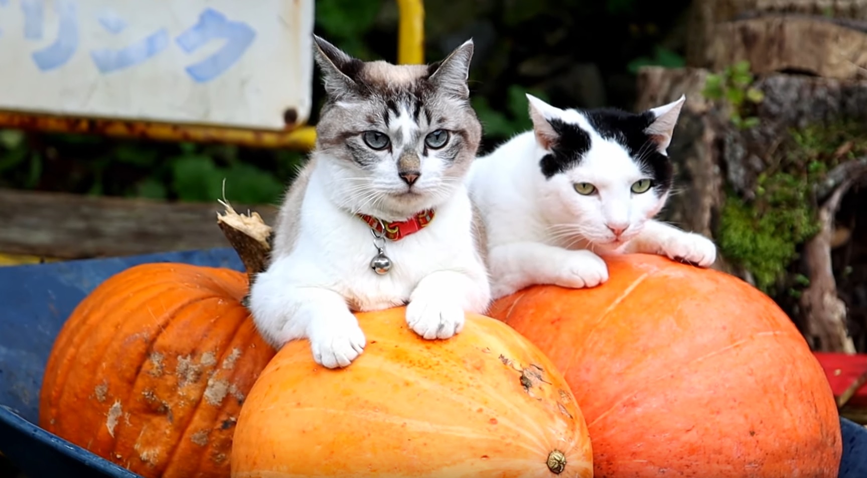 Pumpkin Kitties