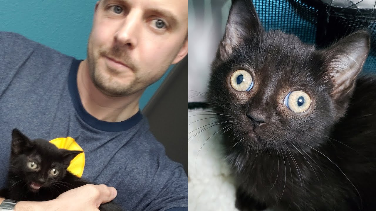 Black stray kitten gets a chance to a new life