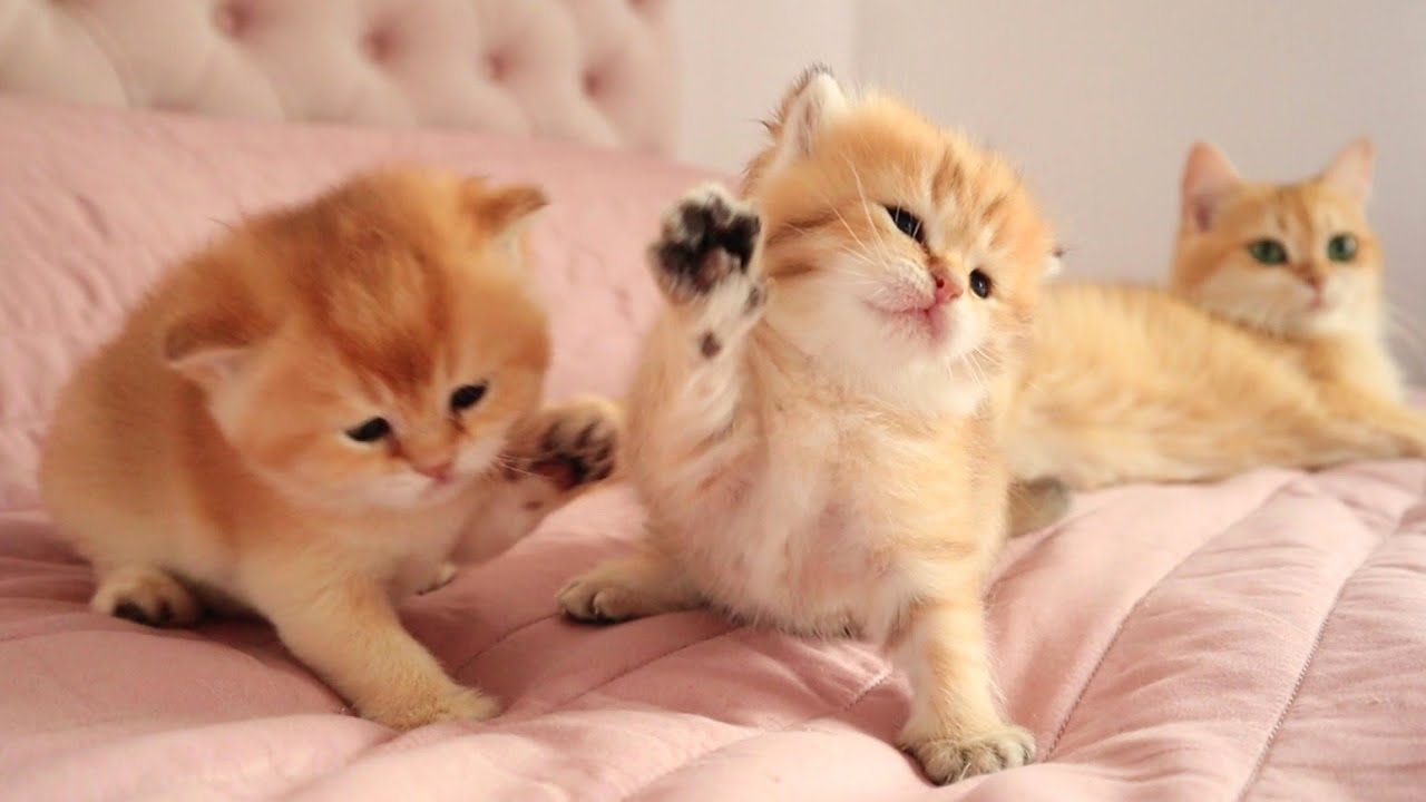 British Shorthair Kittens Playing