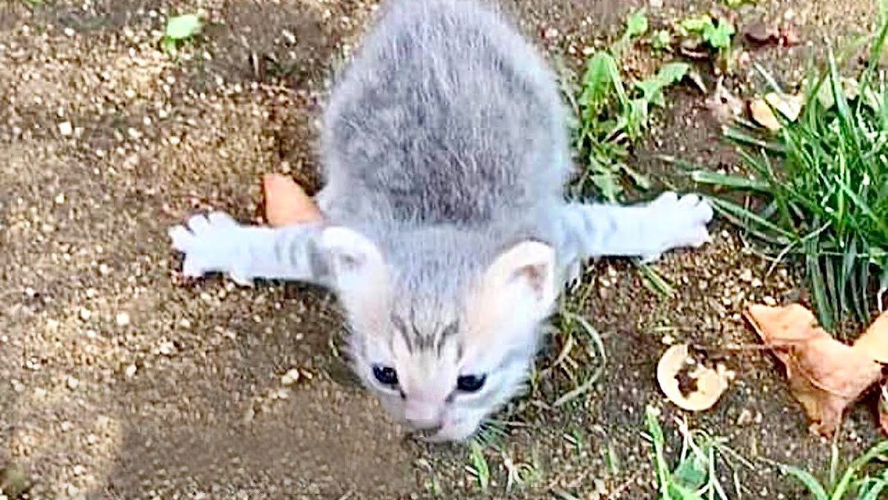 Kitten that couldn't walk properly play and runs after her siblings