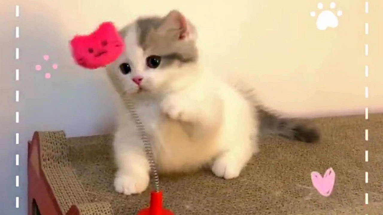 Cute Playful Kittens