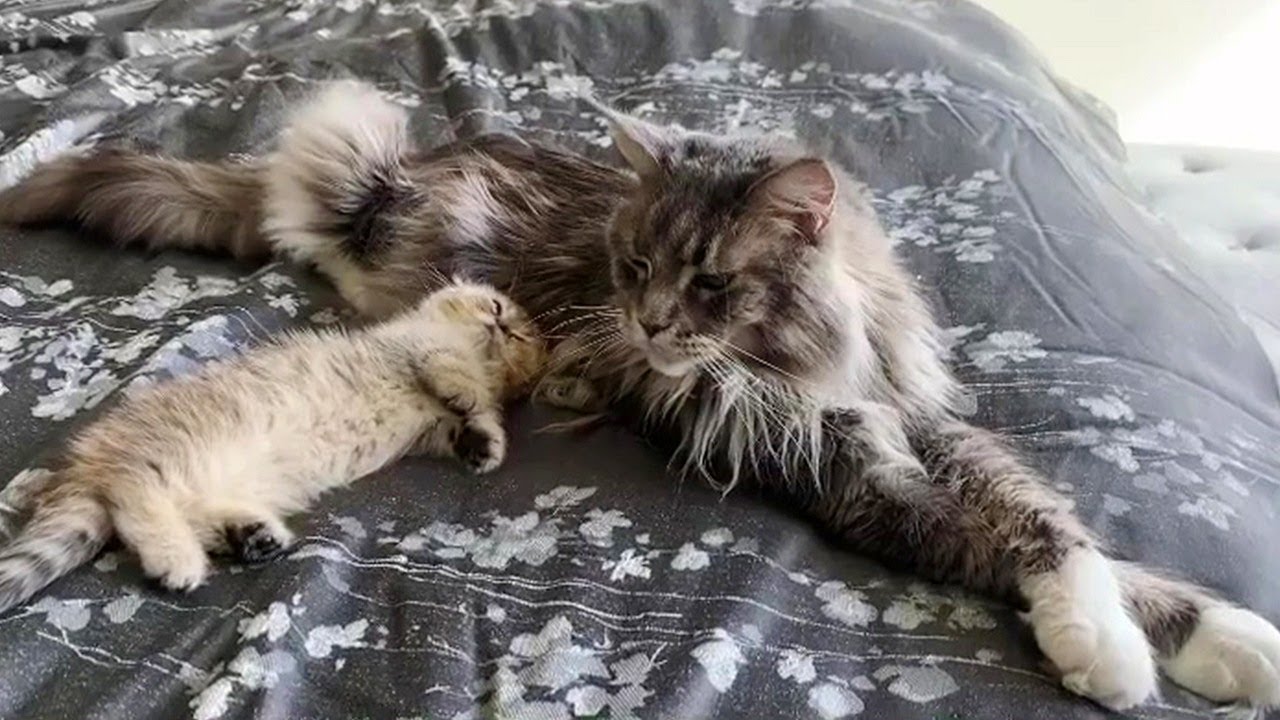 Munchkin Kitten Plays With Maine Coon