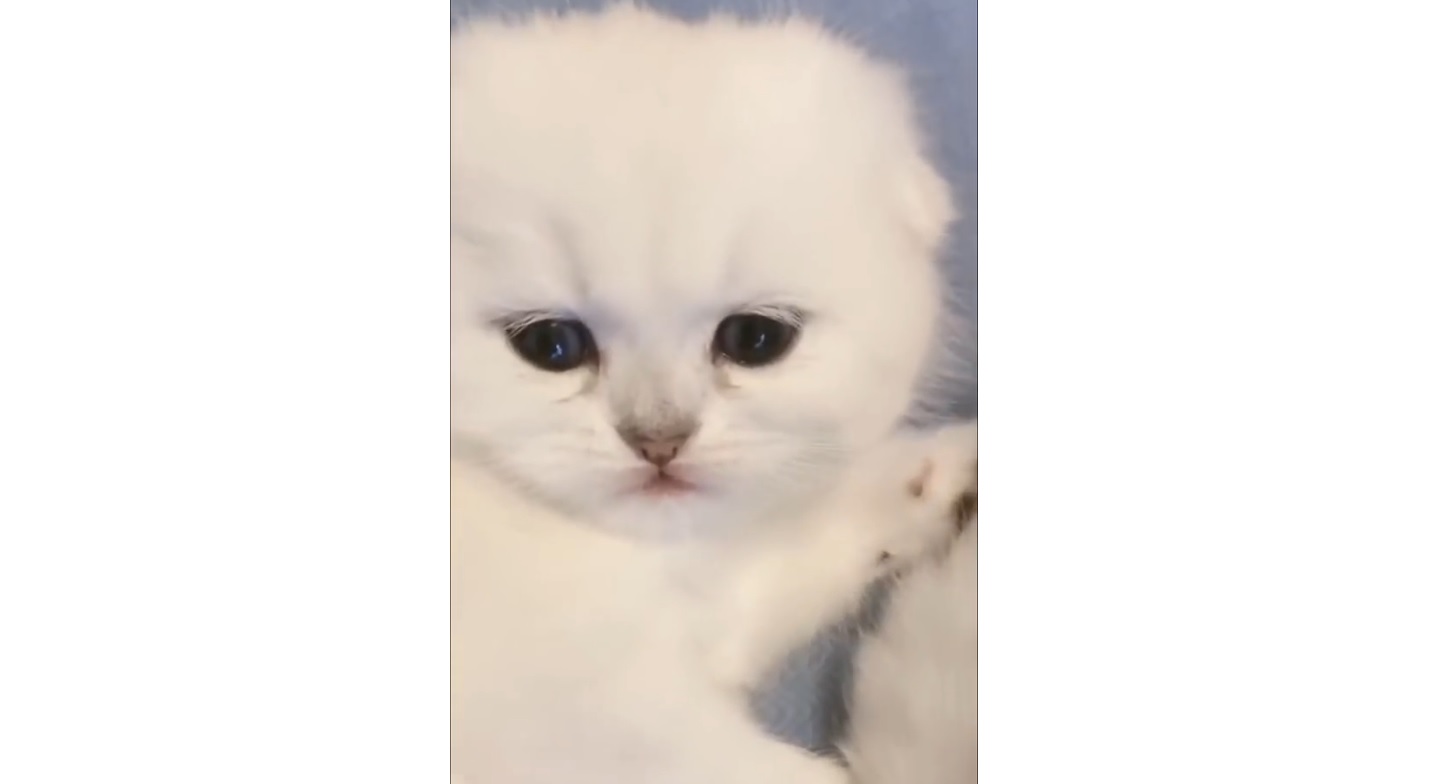 Cute Baby Snow Kittens