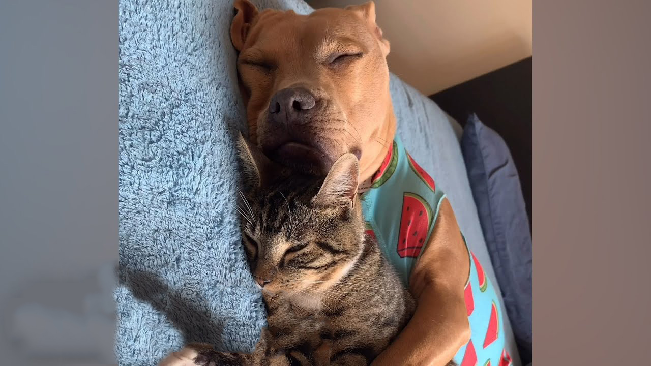 Kitten and dog become best friends