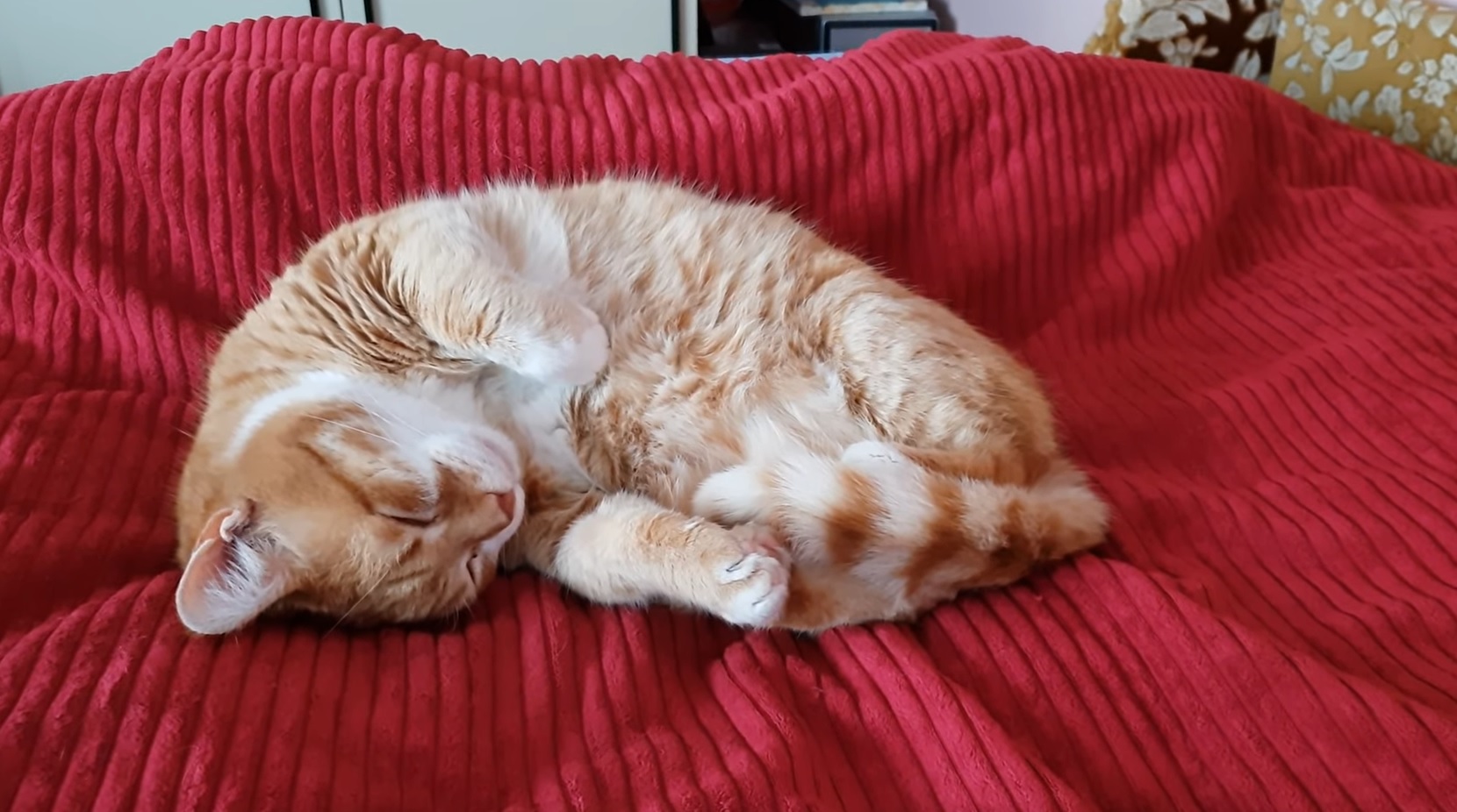Dreaming Kitties