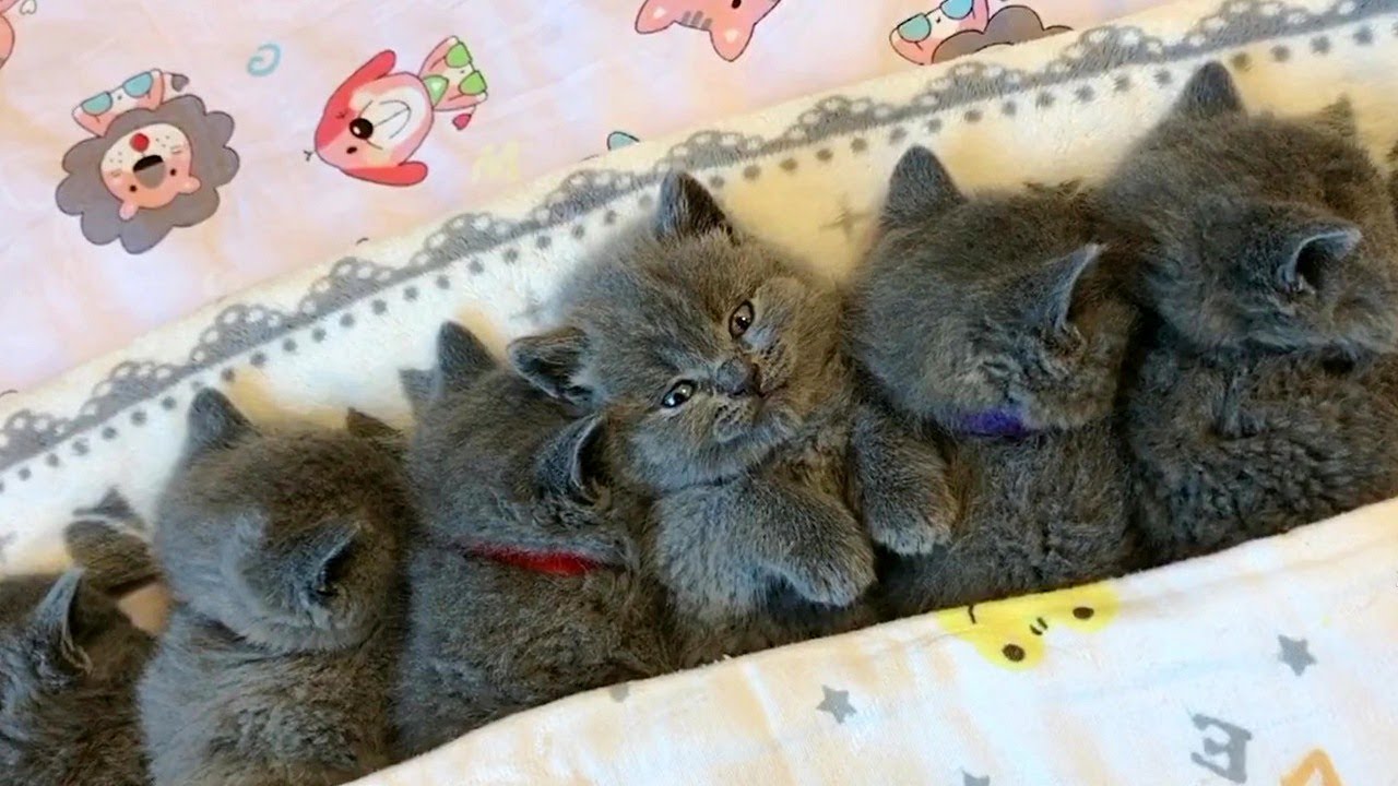 A Pile Of Grey Kittens