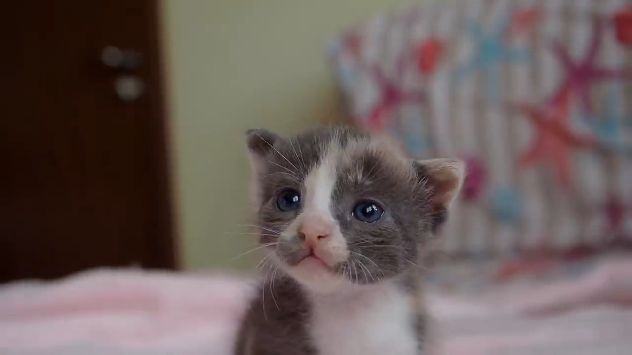 A very cute kitten