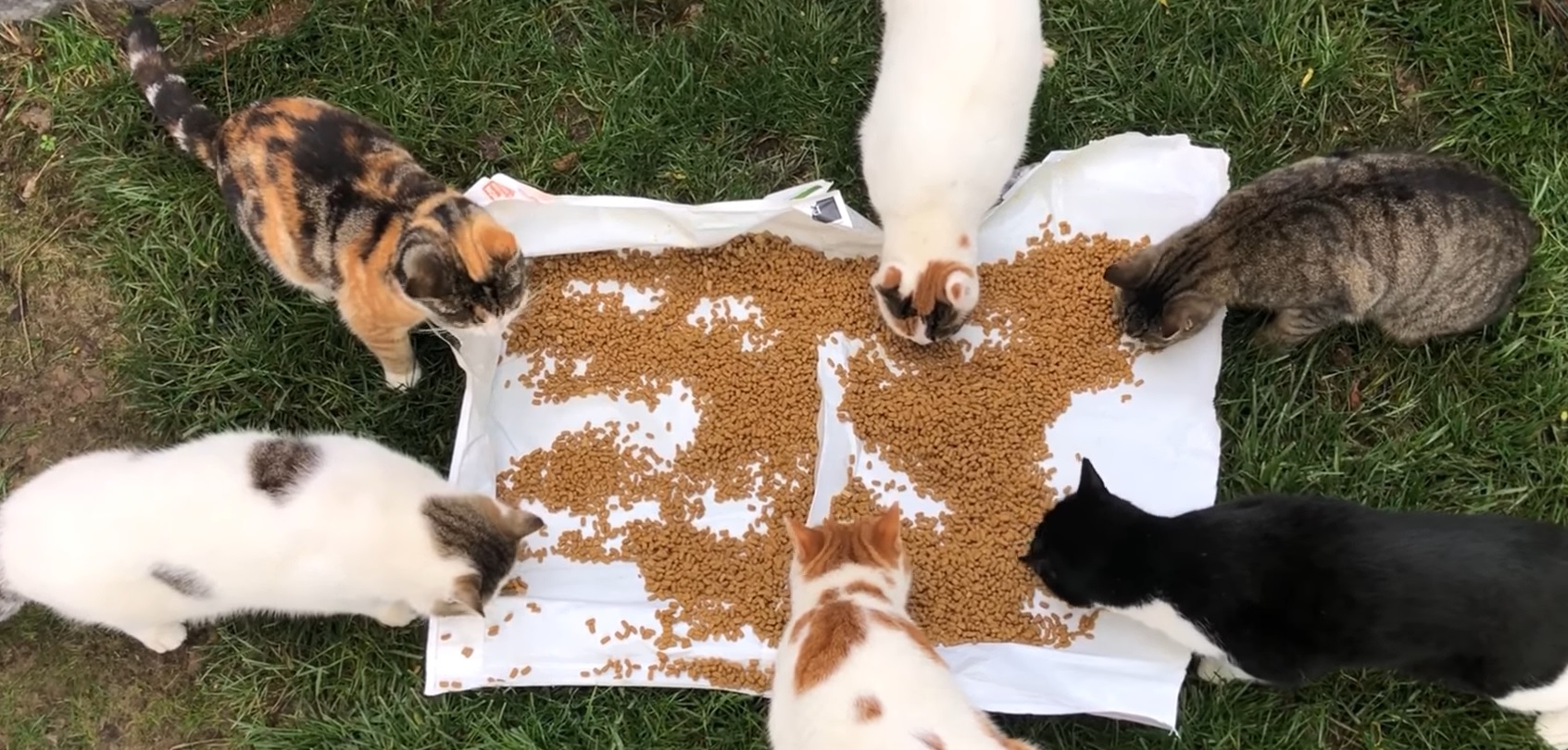 All You Can Eat Buffet For Cats