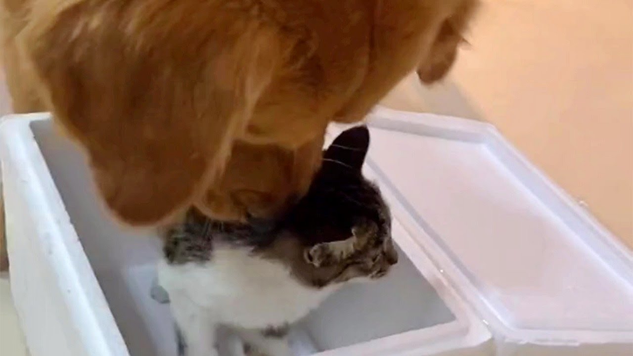 Kitten And Golden Retreiver Becom Friends