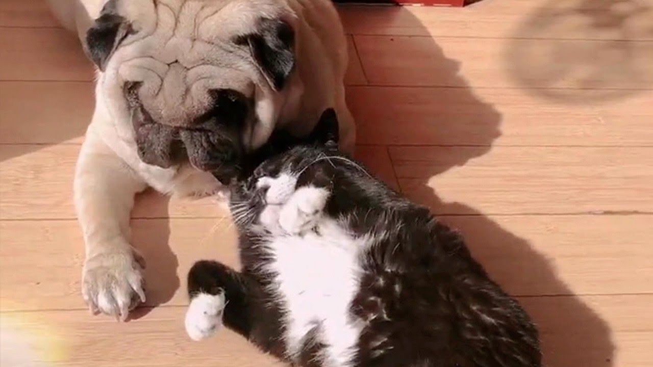 Cat Chilling With Pug Friend