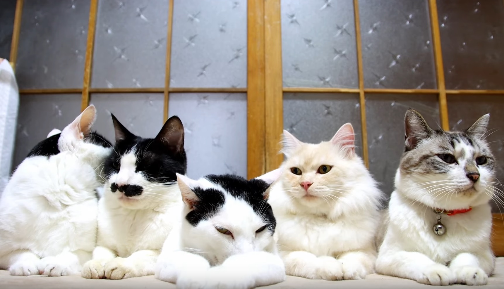 Cute Cats Relaxing Together