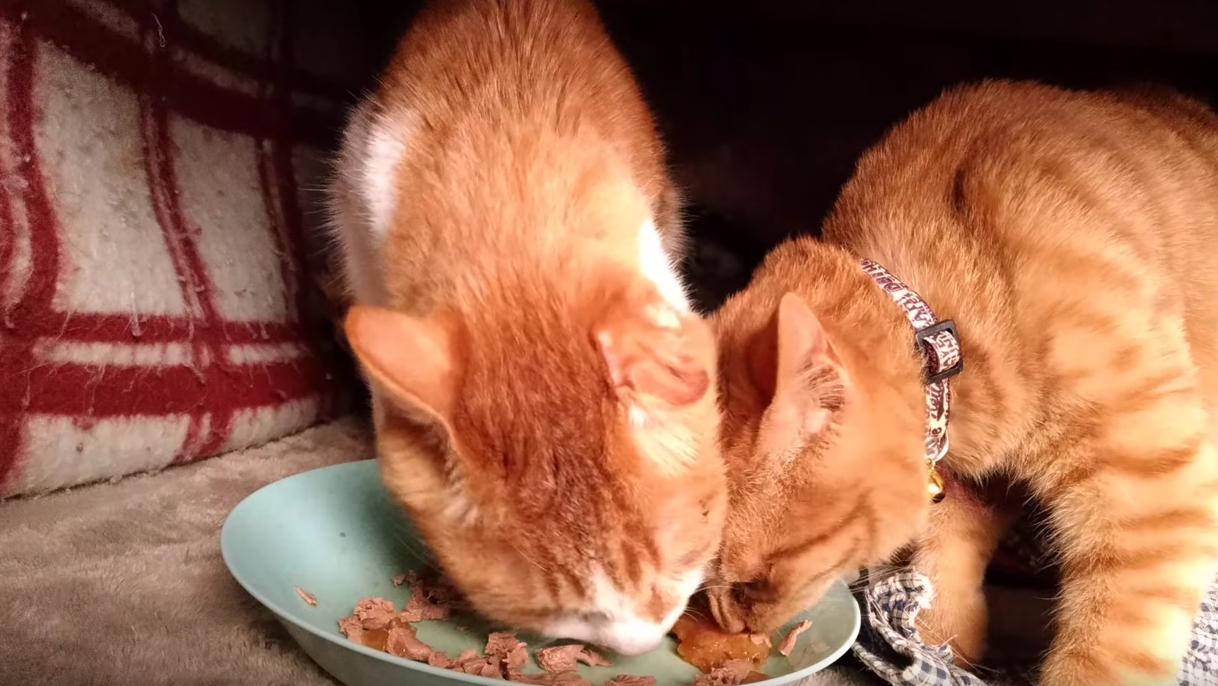 Hungry Kitties Enjoying Food