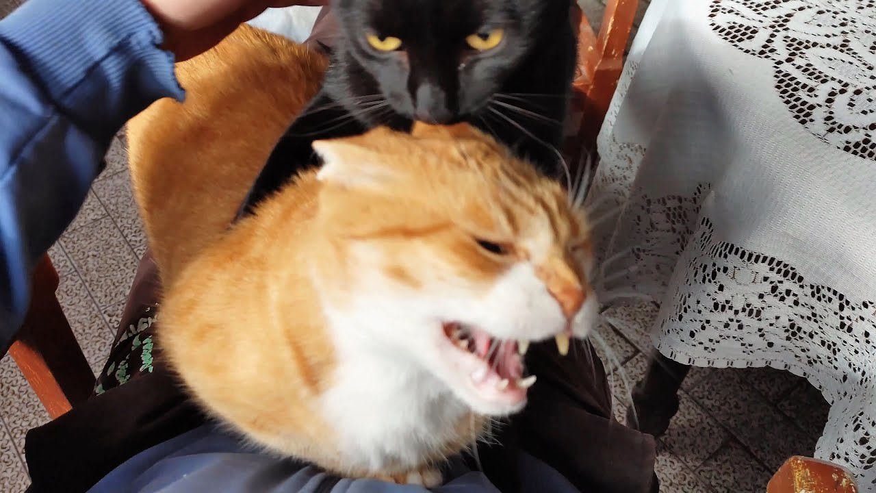 Jealous Kitties Want Hooman's Lap