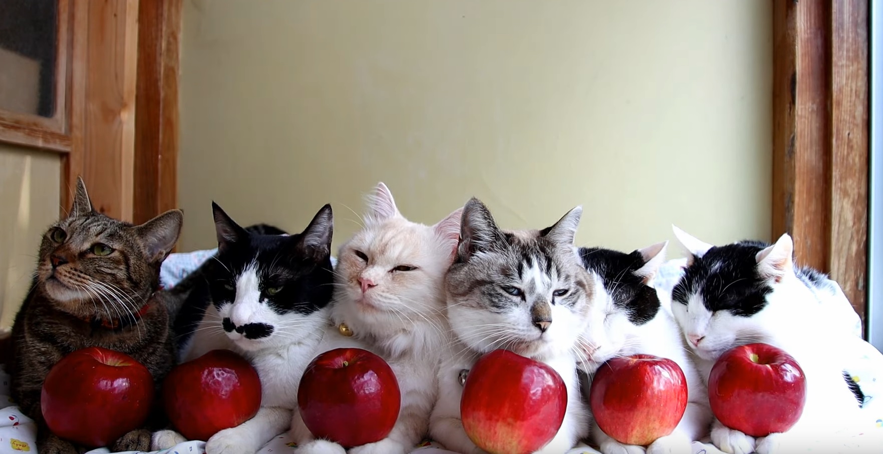 Cute Apple Kitties