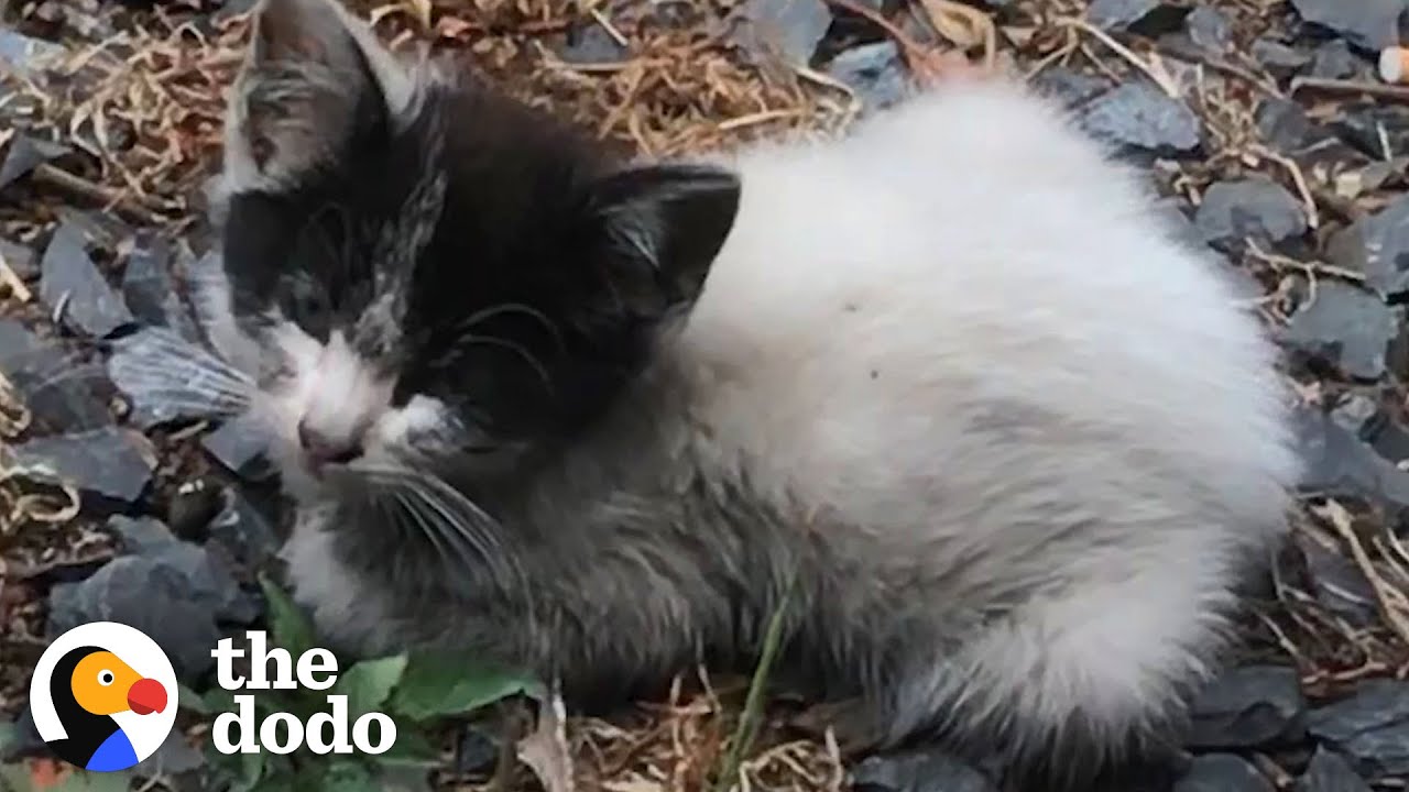Tiny Abandoned Kitten Asks Women For Help